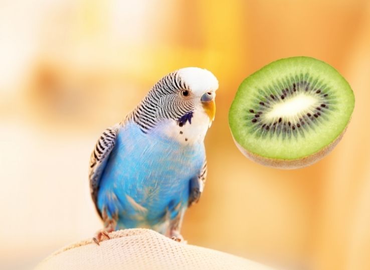 Can Budgies Eat Kiwi