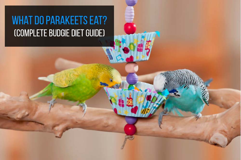 Can Budgies Eat Nectarines