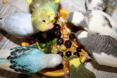 Can Budgies Eat Plums