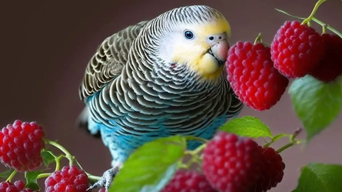 Can Budgies Eat Raspberries