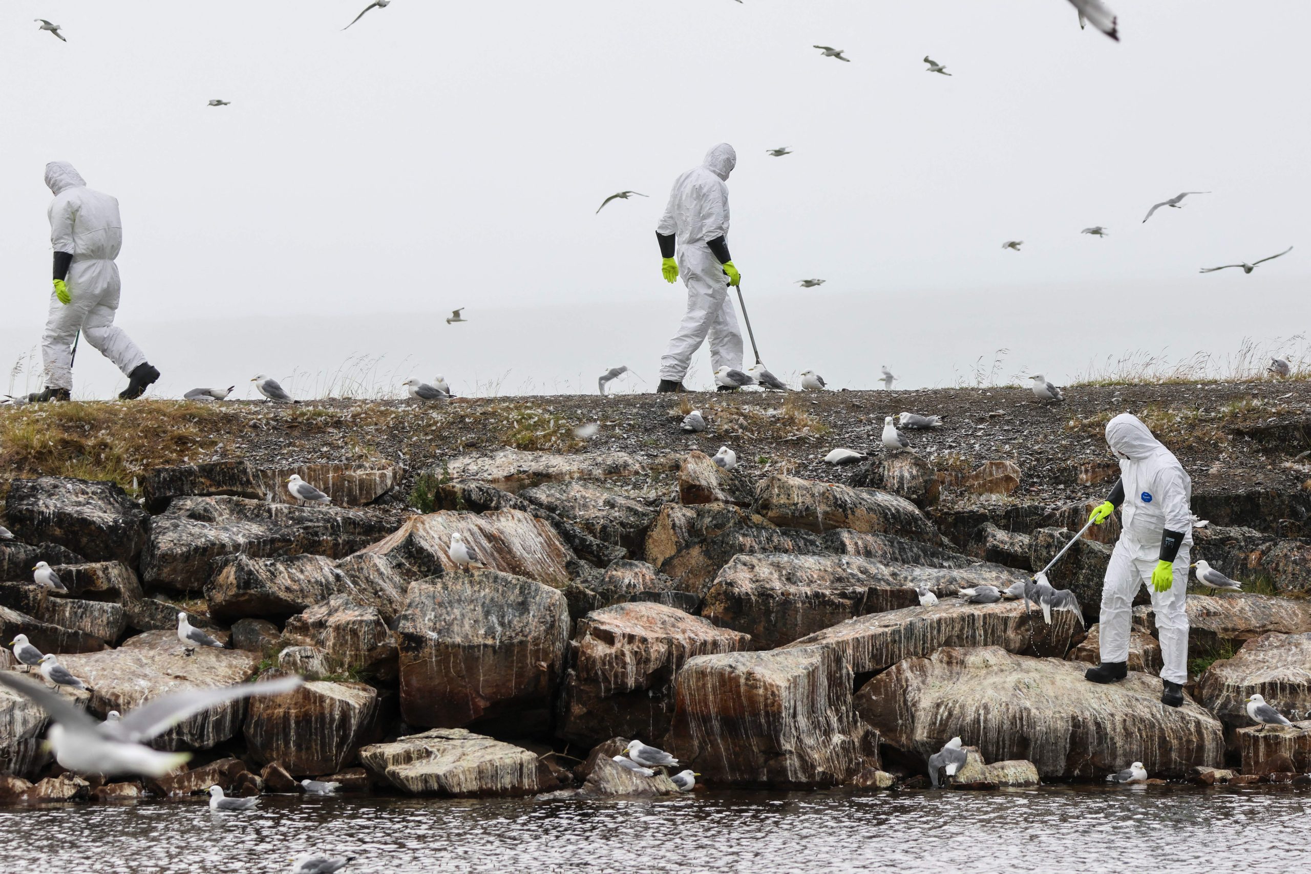 Can Budgies Eat Seaweed