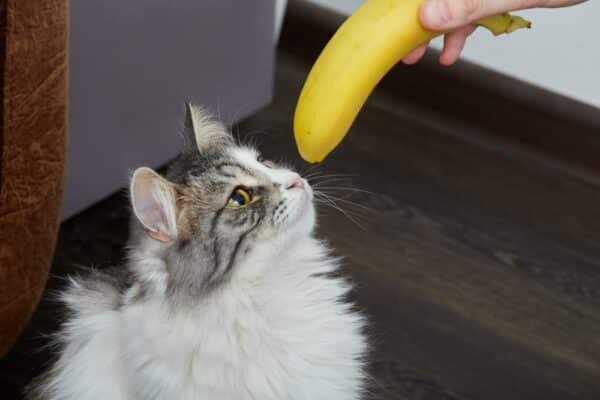 Can Cat Eat Banana