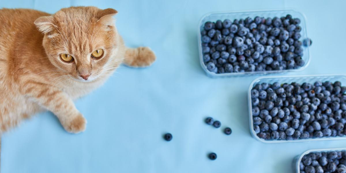 Can Cat Eat Blueberry