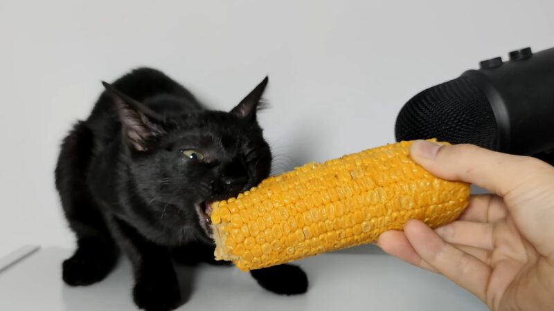 Can Cat Eat Corn