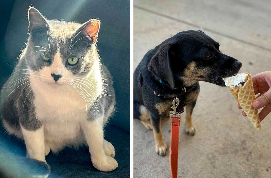 Can Cat Eat Dog Treats Find Out The Surprising Answer Now Vet Advises