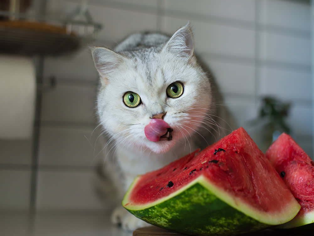 Can Cat Eat Fruit