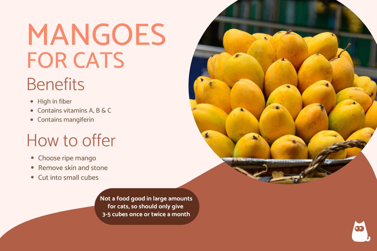 Can Cat Eat Mango