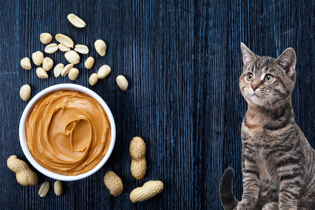 Can Cat Eat Peanut Butter