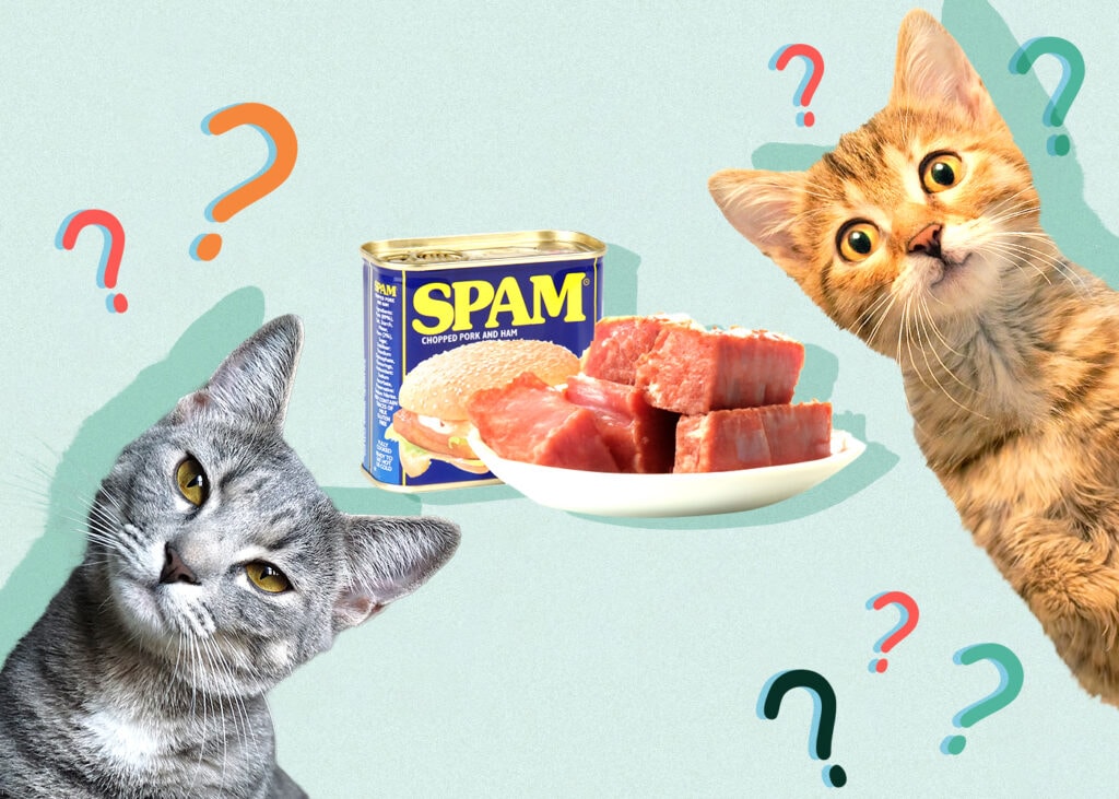 Can Cat Eat Pork