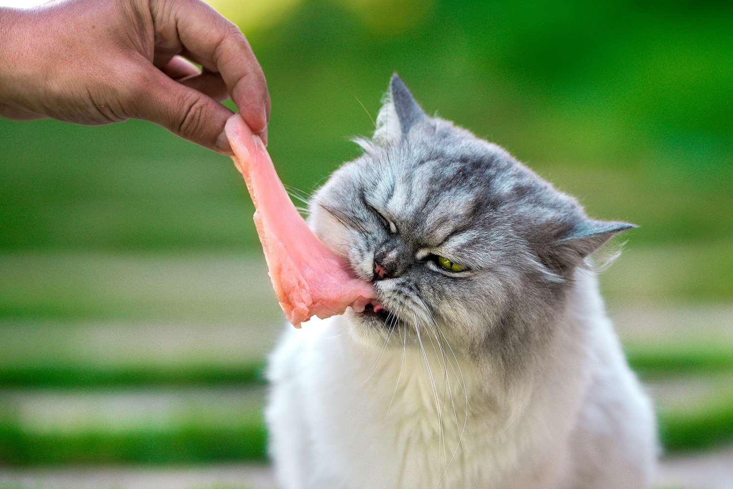 Can Cat Eat Raw Chicken