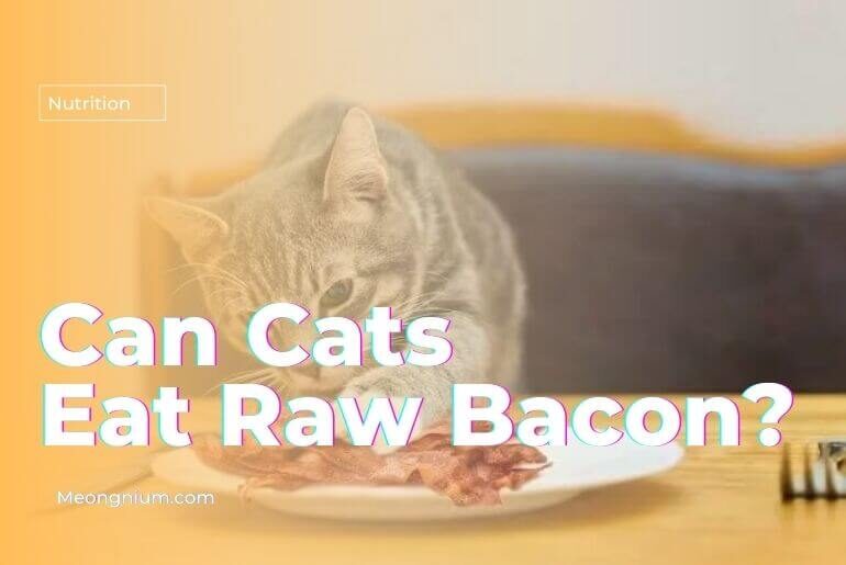 Can Cat Eat Raw Meat