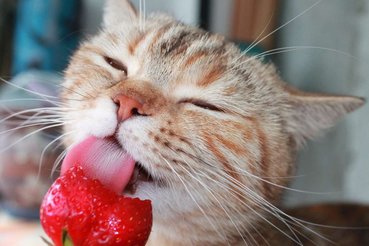 Can Cat Eat Strawberry