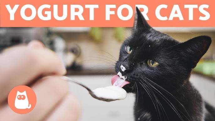 Can Cat Eat Yogurt