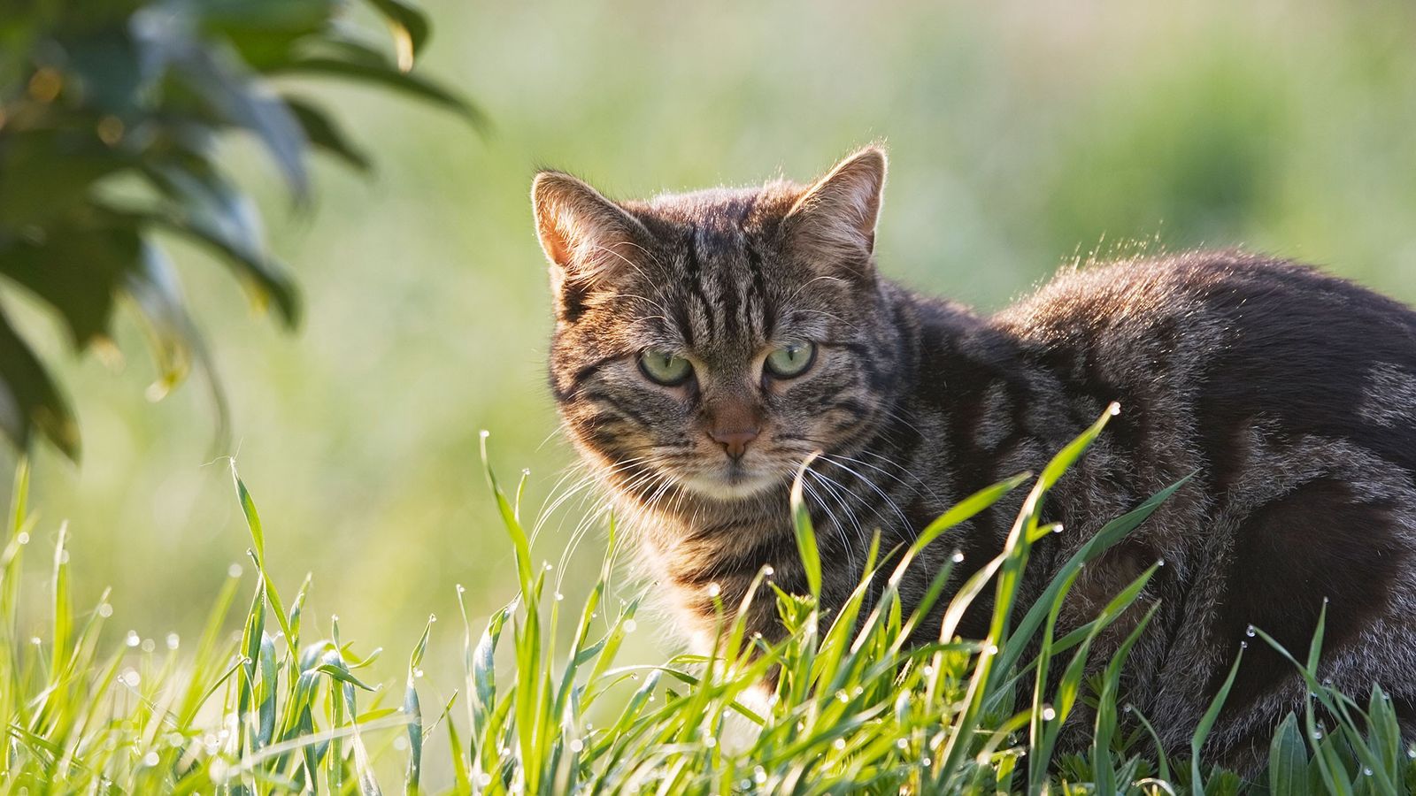 Can Cats Eat Birds