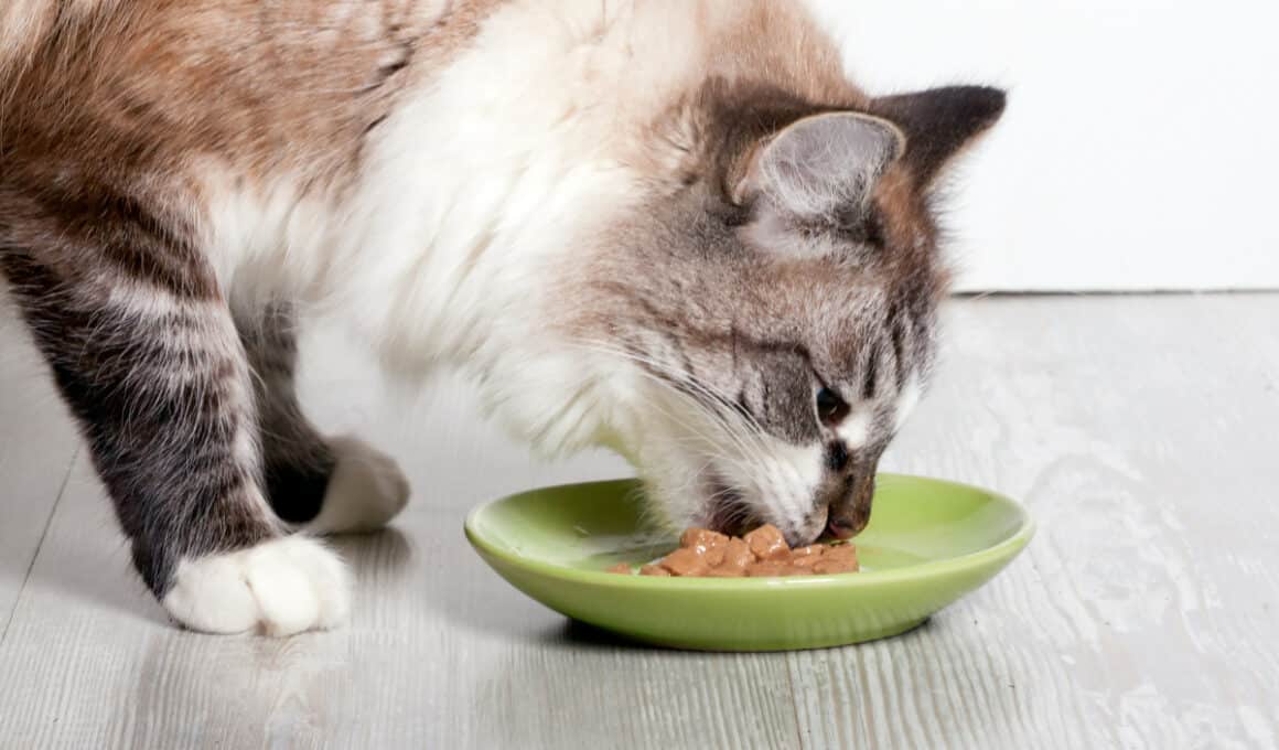 Can Cats Eat Chickpeas