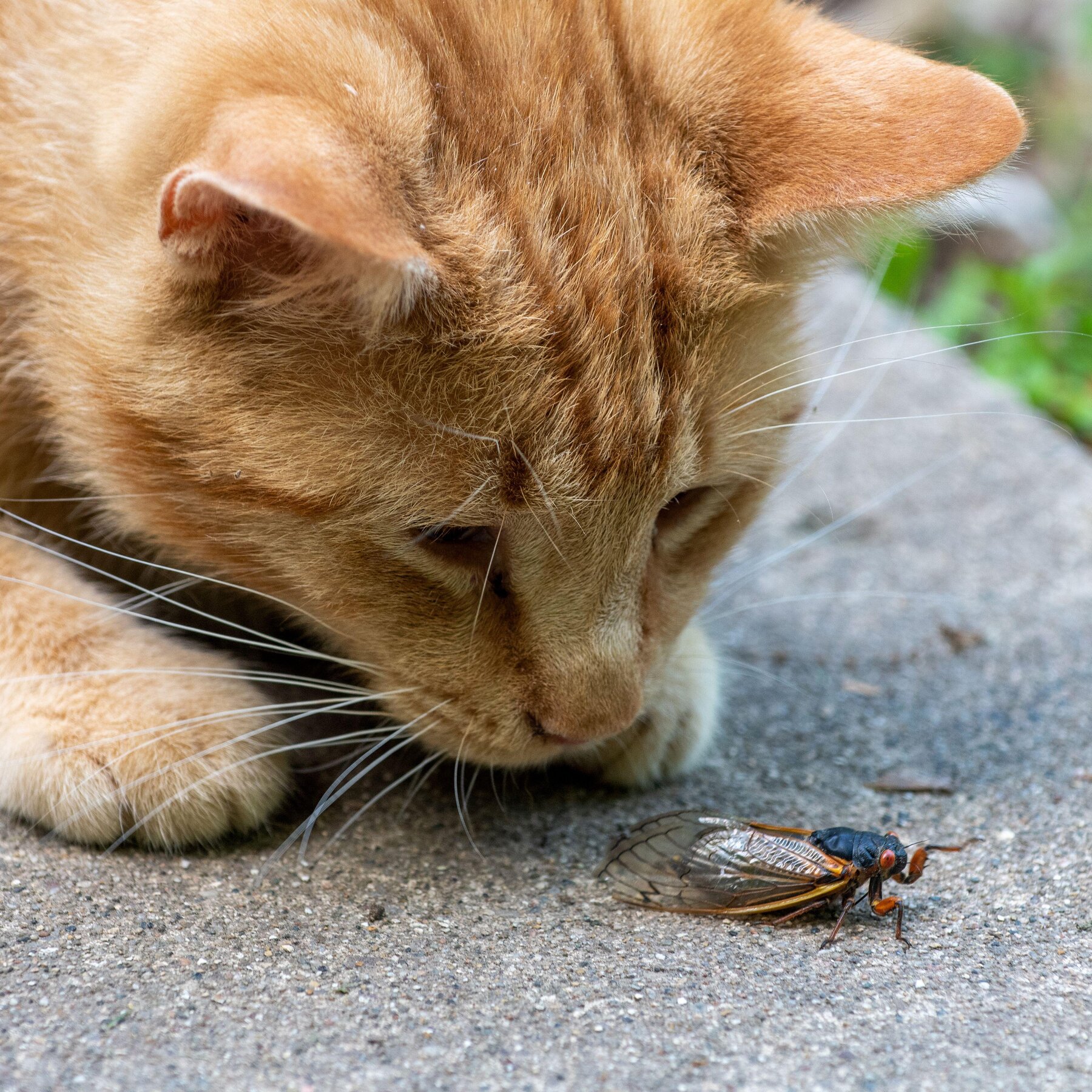 Can Cats Eat Cicadas