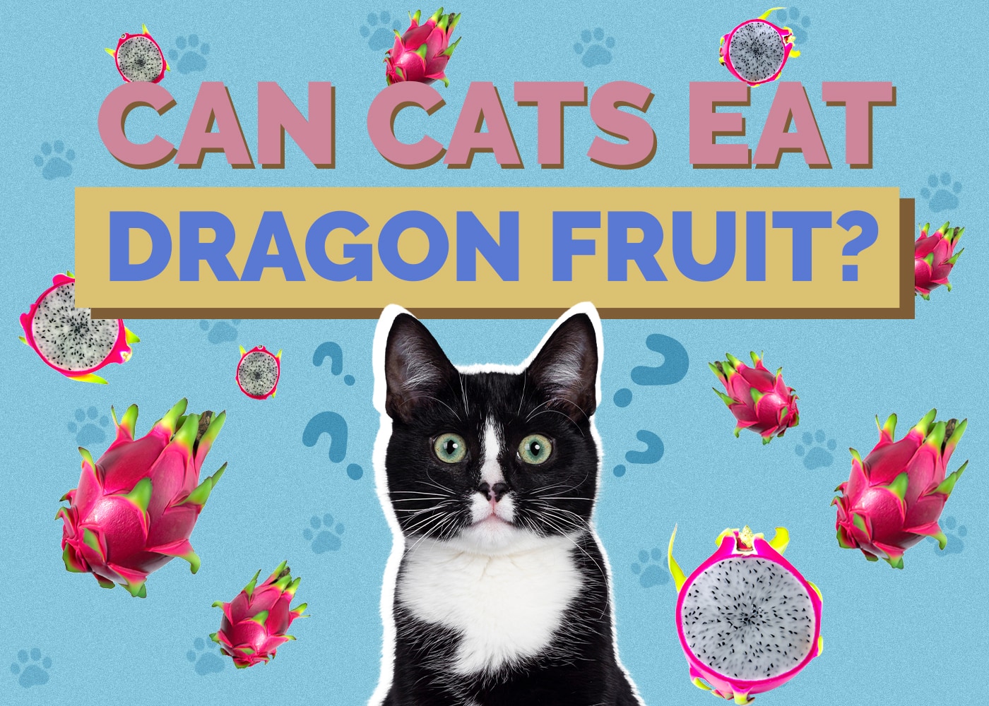 Can Cats Eat Dragon Fruit