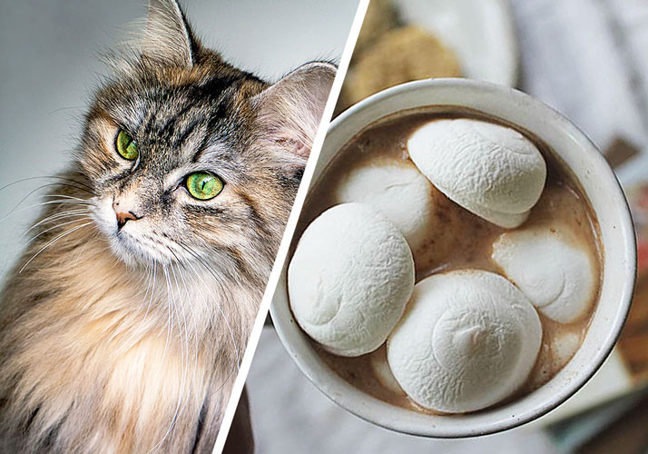 Can Cats Eat Marshmallows