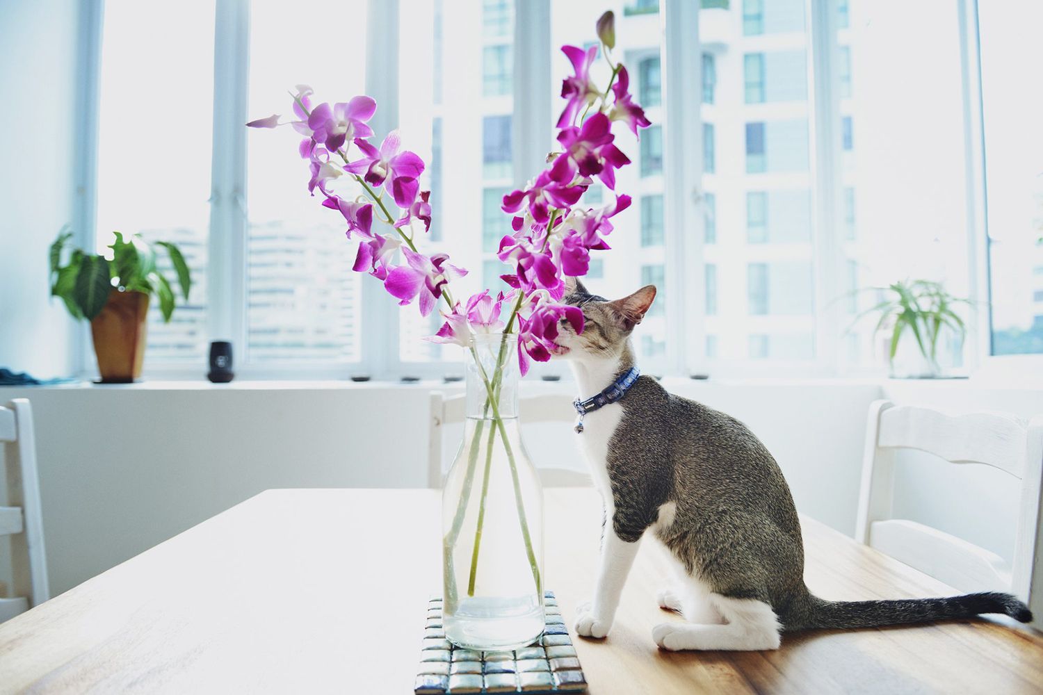 Can Cats Eat Orchids