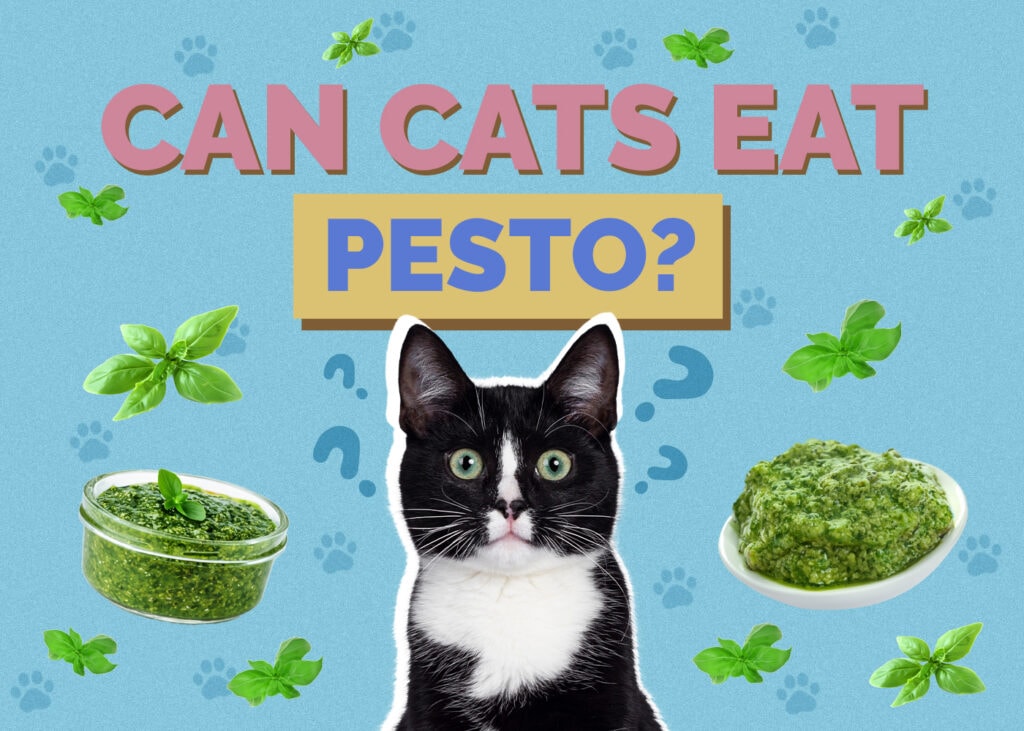 Can Cats Eat Pesto