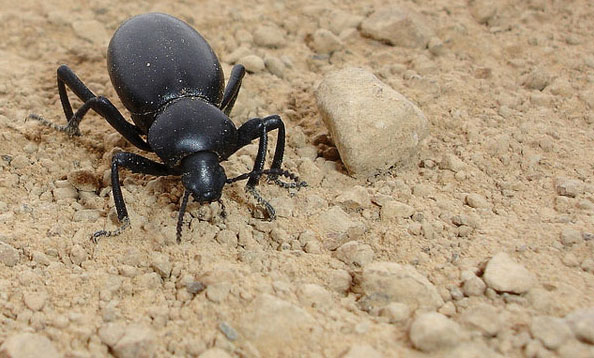 Can Chameleons Eat Darkling Beetles