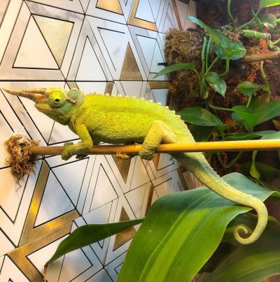 Can Chameleons Eat Fruit