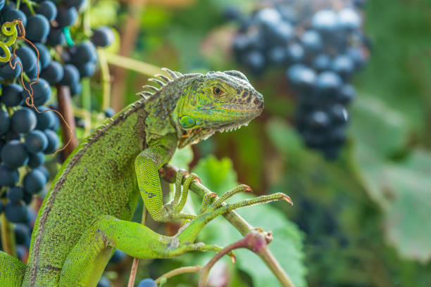 Can Chameleons Eat Grapes