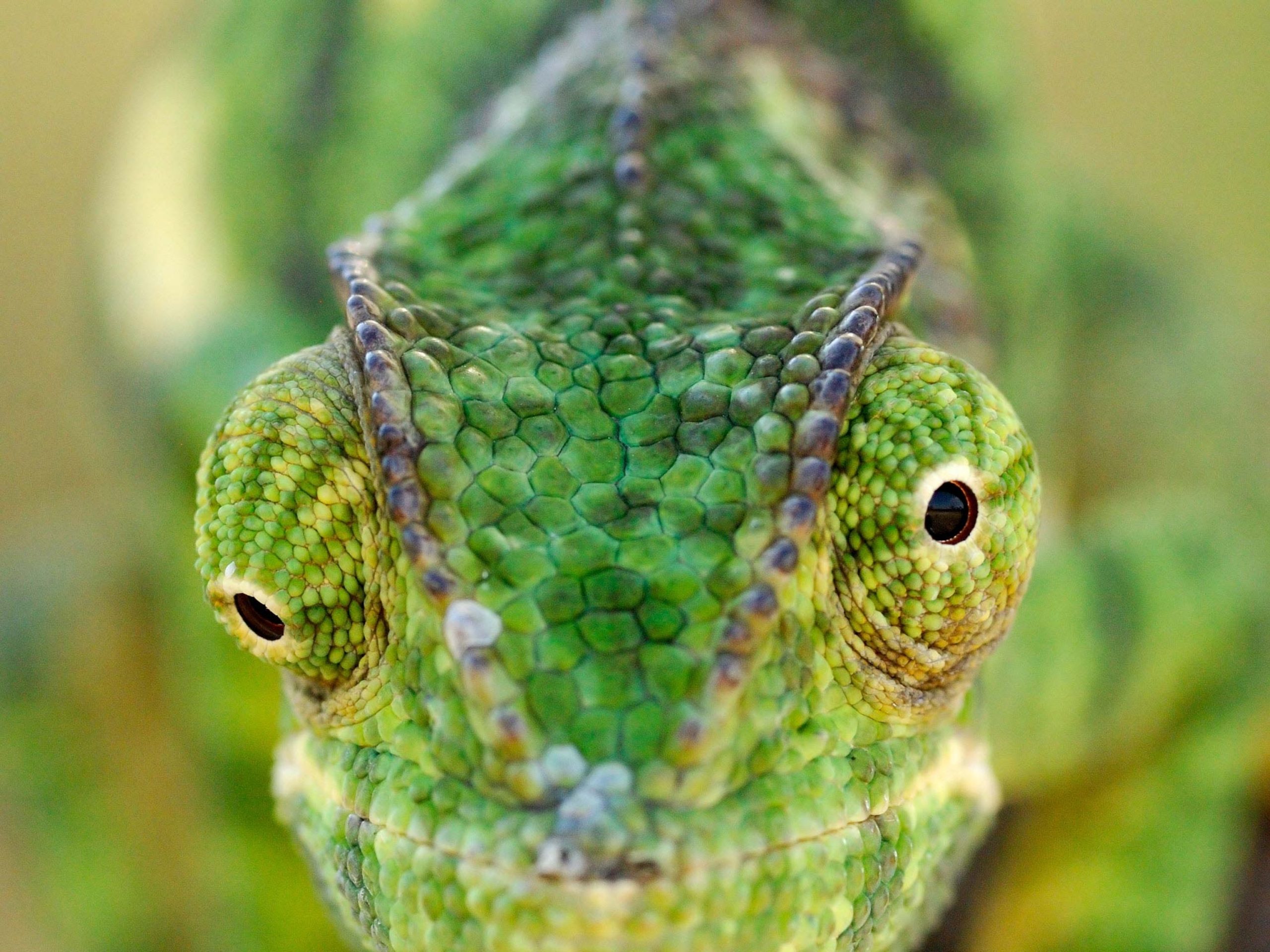 Can Chameleons Eat Red Wigglers