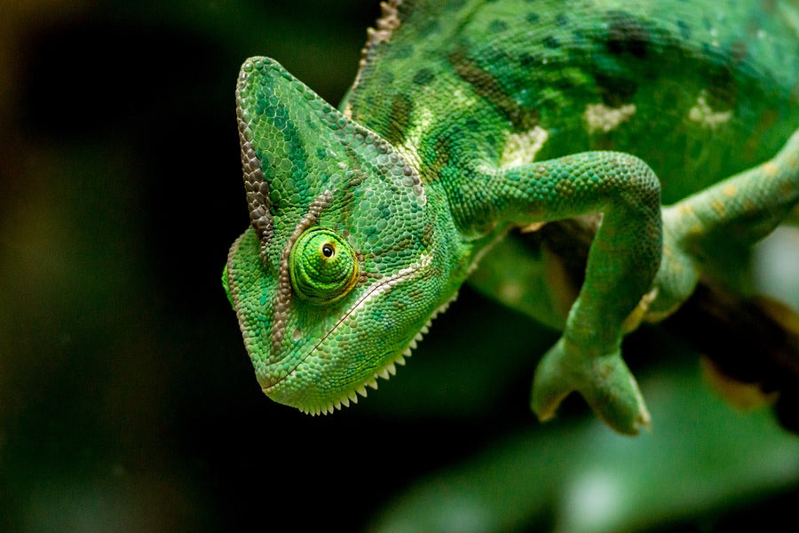 Can Chameleons Eat Rolly Pollies