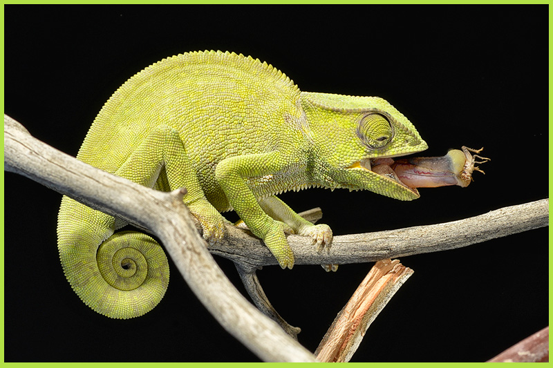 Can Chameleons Eat Superworms