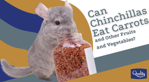 Can Chinchillas Eat Apples