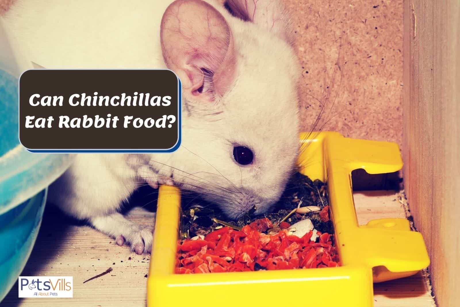 Can Chinchillas Eat Celery