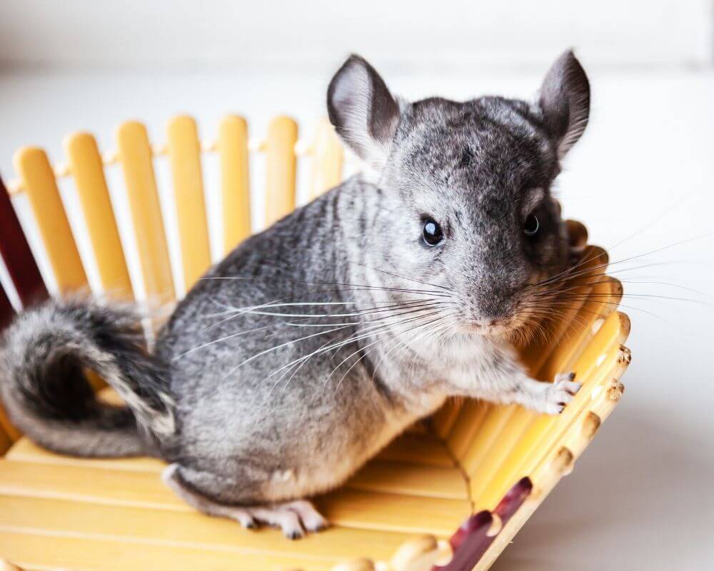 Can Chinchillas Eat Cheese
