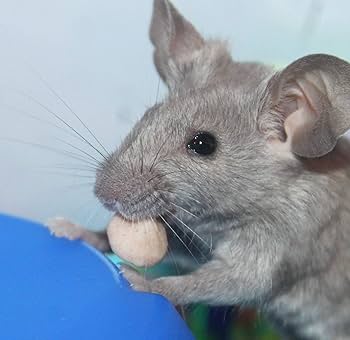 Can Chinchillas Eat Cherries