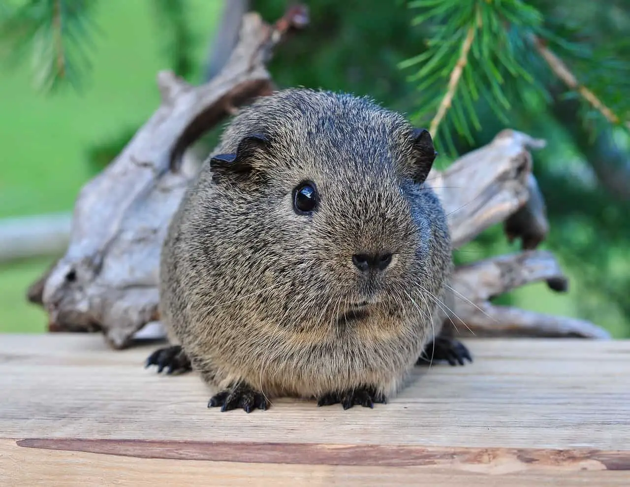 Can Chinchillas Eat Cilantro