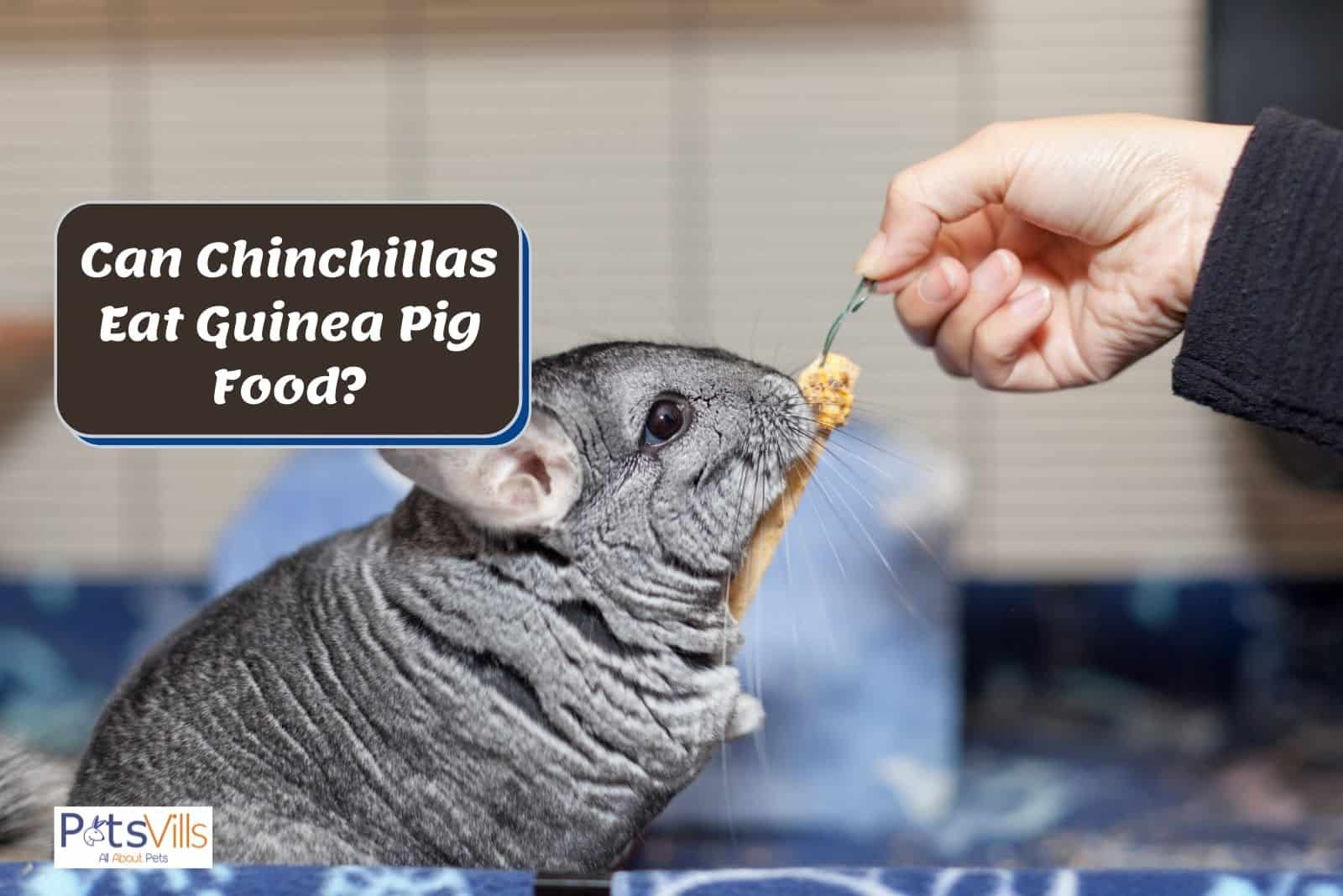 Can Chinchillas Eat Crackers