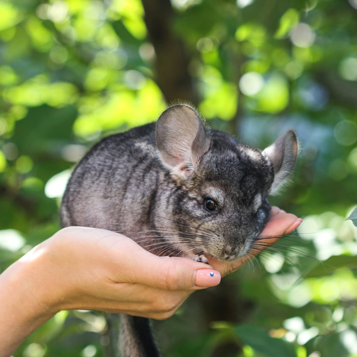 Can Chinchillas Eat Cucumber