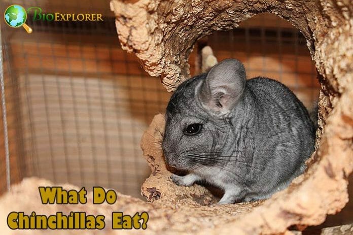 Can Chinchillas Eat Grass