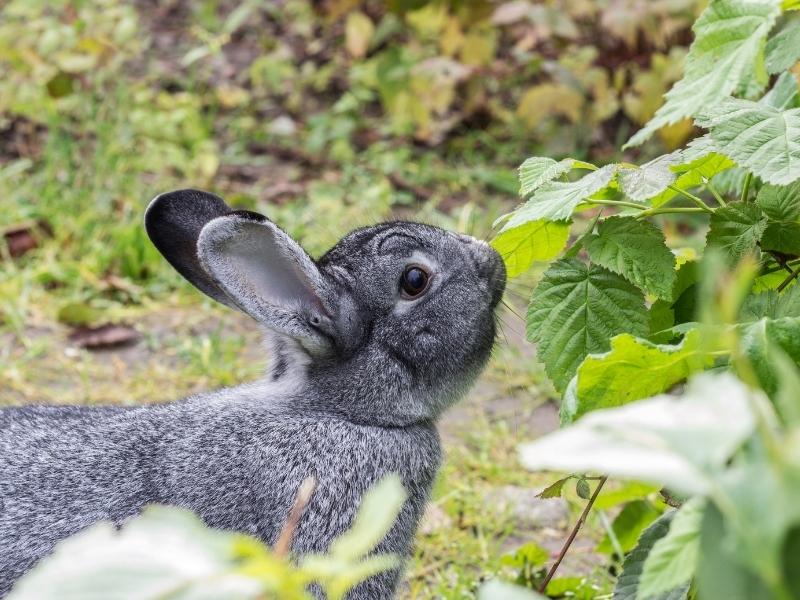 Can Chinchillas Eat Green Peppers