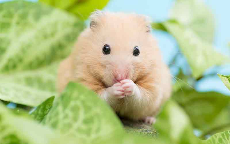 Can Chinchillas Eat Mealworms