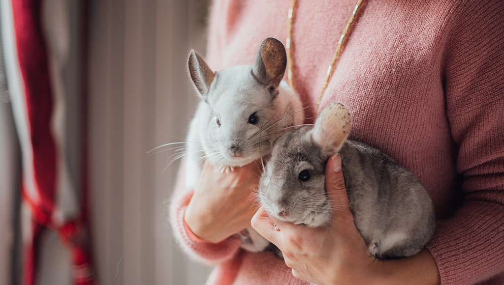 Can Chinchillas Eat Mint