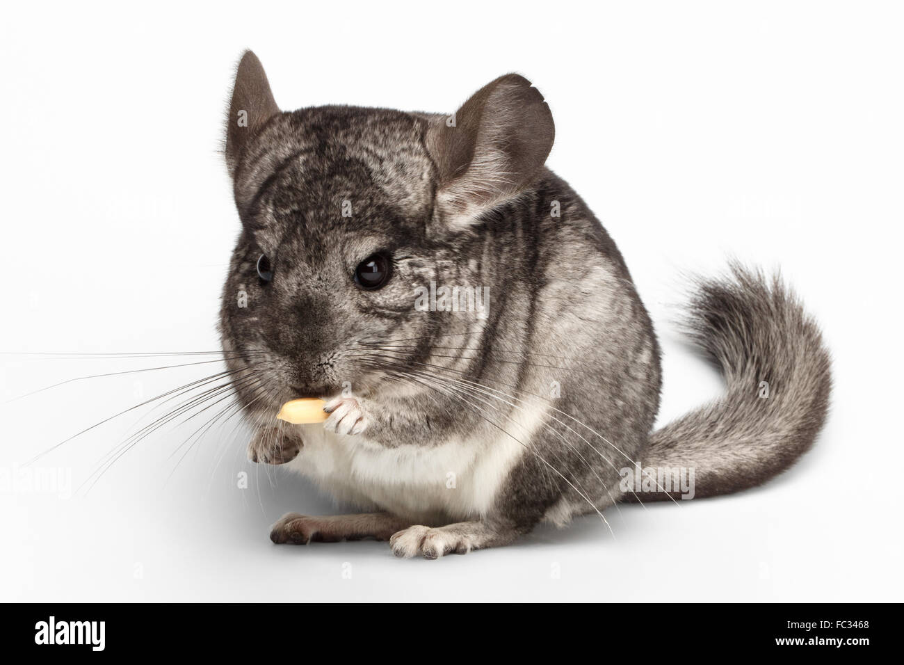 Can Chinchillas Eat Peanuts