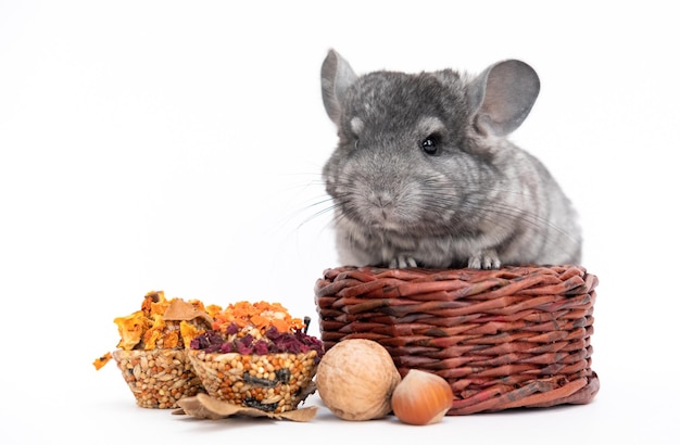 Can Chinchillas Eat Walnuts