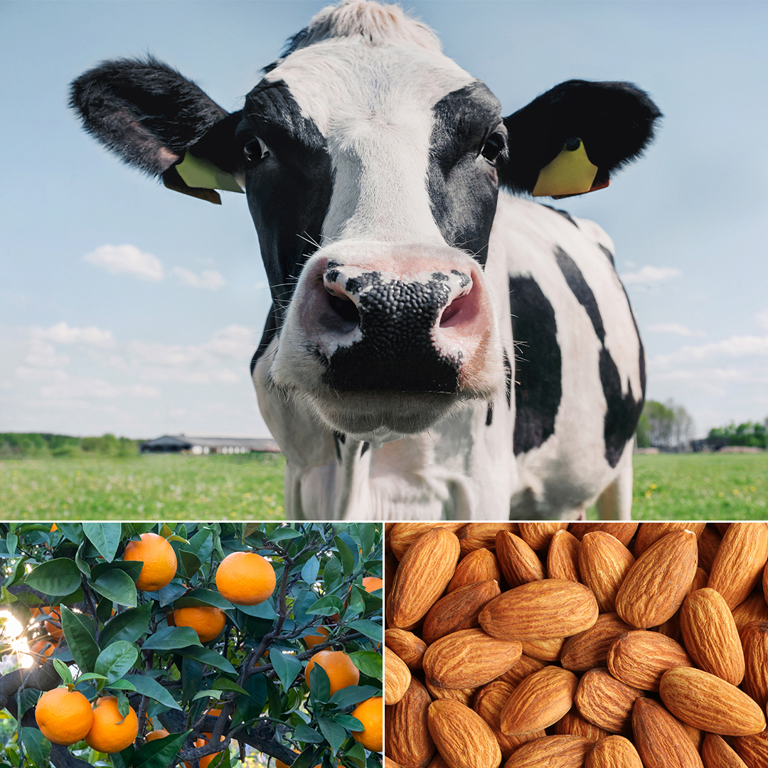 Can Cows Eat Almonds