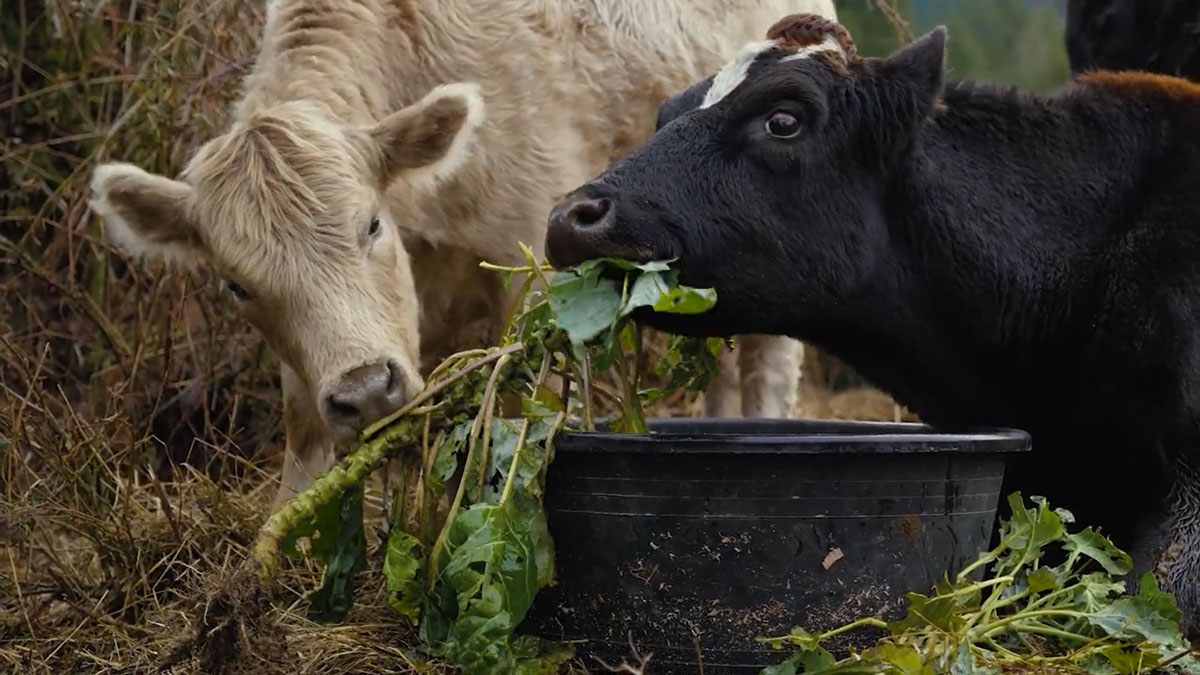 Can Cows Eat Brussel Sprouts