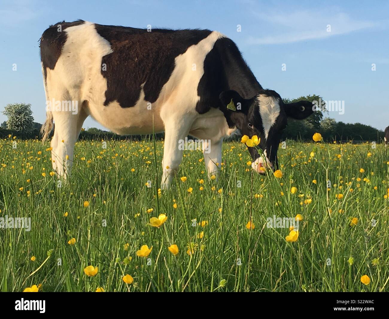 Can Cows Eat Buttercups