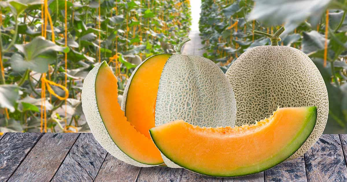 Can Cows Eat Cantaloupe