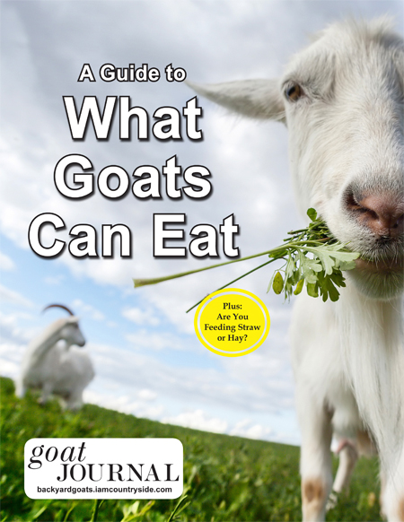 Can Cows Eat Goat Feed