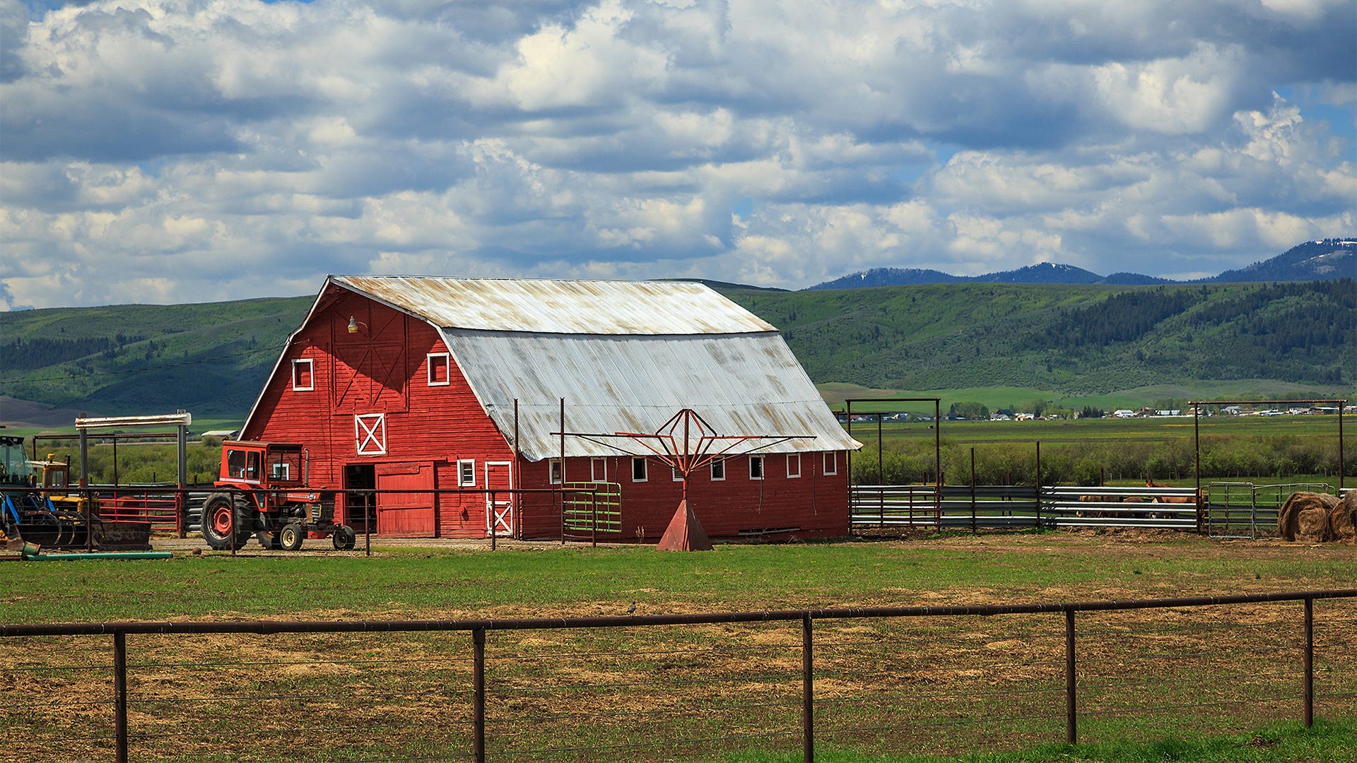 Can Cows Eat Horse Treats