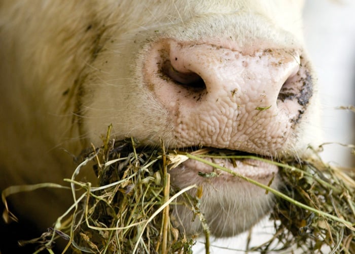 Can Cows Eat Moldy Hay